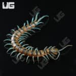 Lufeng Blue Centipede (Scolopendra lunfengia)  For Sale- Underground Reptiles