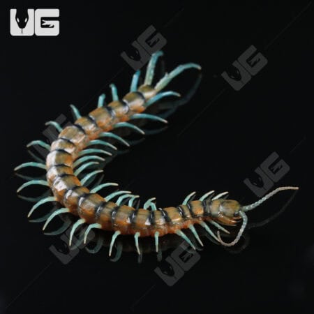 Lufeng Blue Centipede (Scolopendra lunfengia)  For Sale- Underground Reptiles