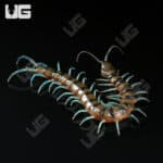 Lufeng Blue Centipede (Scolopendra lunfengia)  For Sale- Underground Reptiles