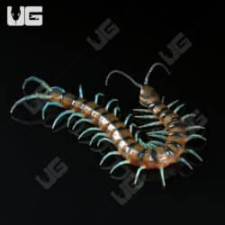 Lufeng Blue Centipede (Scolopendra lunfengia)  For Sale- Underground Reptiles