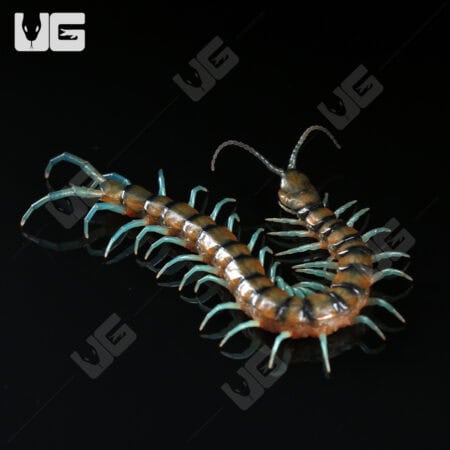 Lufeng Blue Centipede (Scolopendra lunfengia)  For Sale- Underground Reptiles