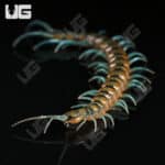 Lufeng Blue Centipede (Scolopendra lunfengia)  For Sale- Underground Reptiles