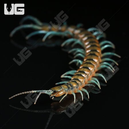 Lufeng Blue Centipede (Scolopendra lunfengia)  For Sale- Underground Reptiles