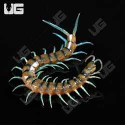 Lufeng Blue Centipede (Scolopendra lunfengia)  For Sale- Underground Reptiles