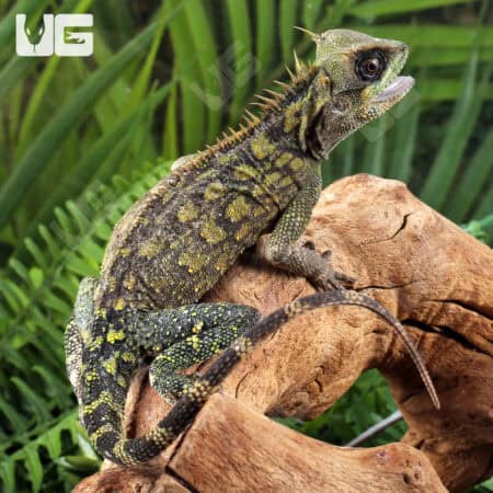 Malaysian Horned Tree Lizard For Sale - Underground Reptiles