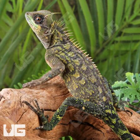 Malaysian Horned Tree Lizard For Sale - Underground Reptiles