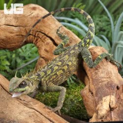 Malaysian Horned Tree Lizard For Sale - Underground Reptiles
