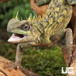 Malaysian Horned Tree Lizard For Sale - Underground Reptiles