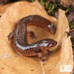 Mud Salamanders For Sale - Underground Reptiles