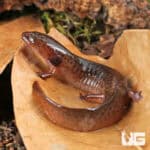 Mud Salamanders For Sale - Underground Reptiles