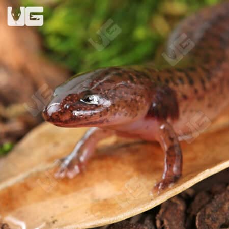 Mud Salamanders For Sale - Underground Reptiles
