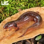 Mud Salamanders For Sale - Underground Reptiles