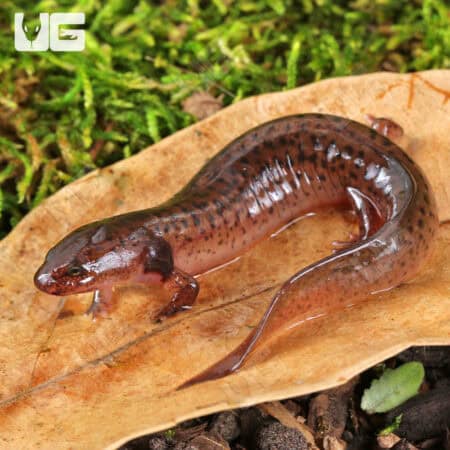 Mud Salamanders For Sale - Underground Reptiles