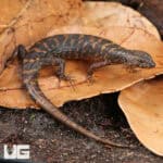 Murphy's Water Skinks (Tropidophorus murphyi) For Sale - Underground Reptiles