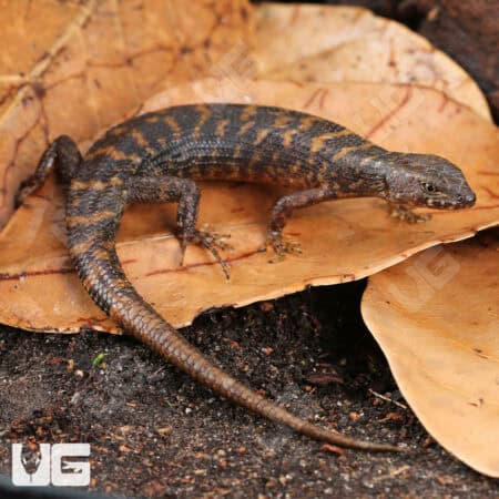 Murphy's Water Skinks (Tropidophorus murphyi) For Sale - Underground Reptiles