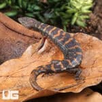 Murphy's Water Skinks (Tropidophorus murphyi) For Sale - Underground Reptiles