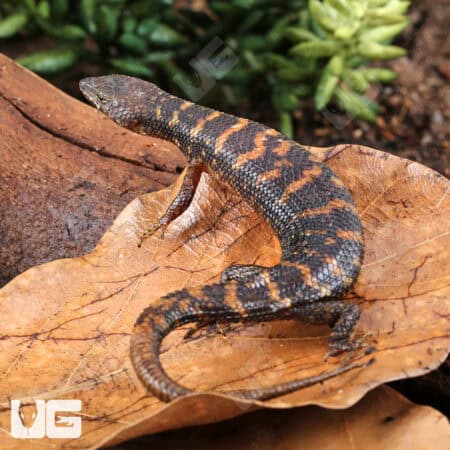 Murphy's Water Skinks (Tropidophorus murphyi) For Sale - Underground Reptiles