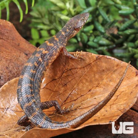 Murphy's Water Skinks (Tropidophorus murphyi) For Sale - Underground Reptiles