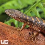 Murphy's Water Skinks (Tropidophorus murphyi) For Sale - Underground Reptiles