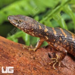 Murphy's Water Skinks (Tropidophorus murphyi) For Sale - Underground Reptiles