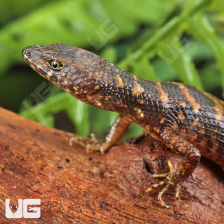 Murphy's Water Skinks (Tropidophorus murphyi) For Sale - Underground Reptiles