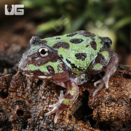 Mutant Purple Translucent Caribbean Pacman Frogs for sale - Underground Reptiles