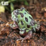 Mutant Purple Translucent Caribbean Pacman Frogs for sale - Underground Reptiles