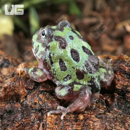 Mutant Purple Translucent Caribbean Pacman Frogs for sale - Underground Reptiles