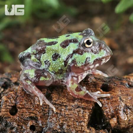 Mutant Purple Translucent Caribbean Pacman Frogs for sale - Underground Reptiles