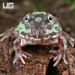 Mutant Purple Translucent Caribbean Pacman Frogs for sale - Underground Reptiles