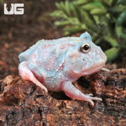 Mutant Unicorn Pacman Frogs for sale - Underground Reptiles