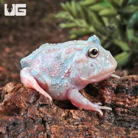 Mutant Unicorn Pacman Frogs for sale - Underground Reptiles