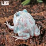 Mutant Unicorn Pacman Frogs for sale - Underground Reptiles