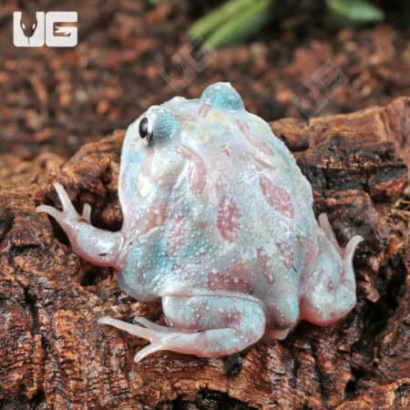 Mutant Unicorn Pacman Frogs for sale - Underground Reptiles