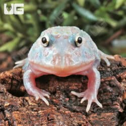 Mutant Unicorn Pacman Frogs for sale - Underground Reptiles