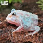 Mutant Unicorn Pacman Frogs for sale - Underground Reptiles