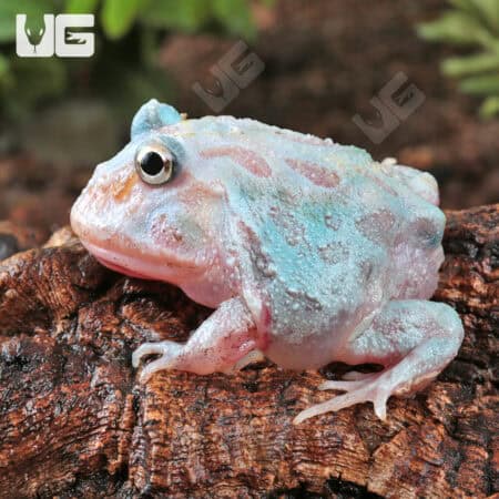 Mutant Unicorn Pacman Frogs for sale - Underground Reptiles