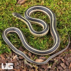Northern Garter Snakes For Sale - Underground Reptiles