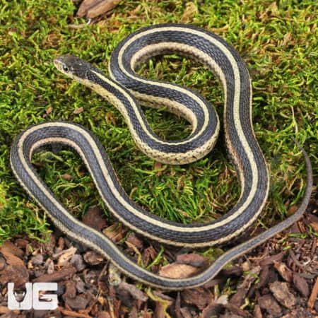 Northern Garter Snakes For Sale - Underground Reptiles