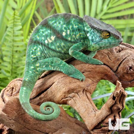 Parson’s Chameleons (Calumma parsonii) For Sale - Underground Reptiles