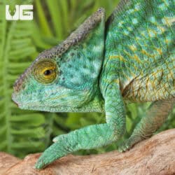 Parson’s Chameleons (Calumma parsonii) For Sale - Underground Reptiles