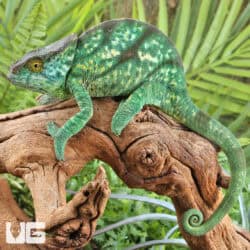 Parson’s Chameleons (Calumma parsonii) For Sale - Underground Reptiles