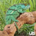 Parson’s Chameleons (Calumma parsonii) For Sale - Underground Reptiles