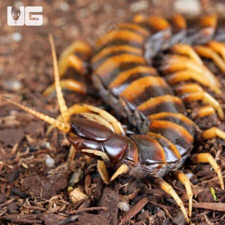 Piece of Lava Centipede (Scolopendra subspinipes) For Sale - Underground Reptiles