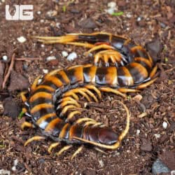 Piece of Lava Centipede (Scolopendra subspinipes) For Sale - Underground Reptiles