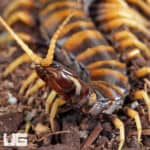 Piece of Lava Centipede (Scolopendra subspinipes) For Sale - Underground Reptiles