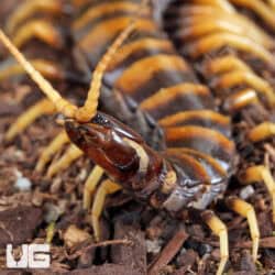 Piece of Lava Centipede (Scolopendra subspinipes) For Sale - Underground Reptiles