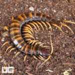 Piece of Lava Centipede (Scolopendra subspinipes) For Sale - Underground Reptiles
