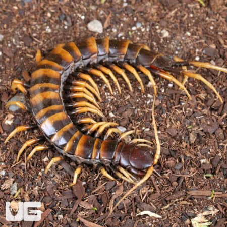 Piece of Lava Centipede (Scolopendra subspinipes) For Sale - Underground Reptiles