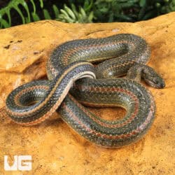 Rainbow Water Snake (Enhydris enhydris) For Sale - Underground Reptiles